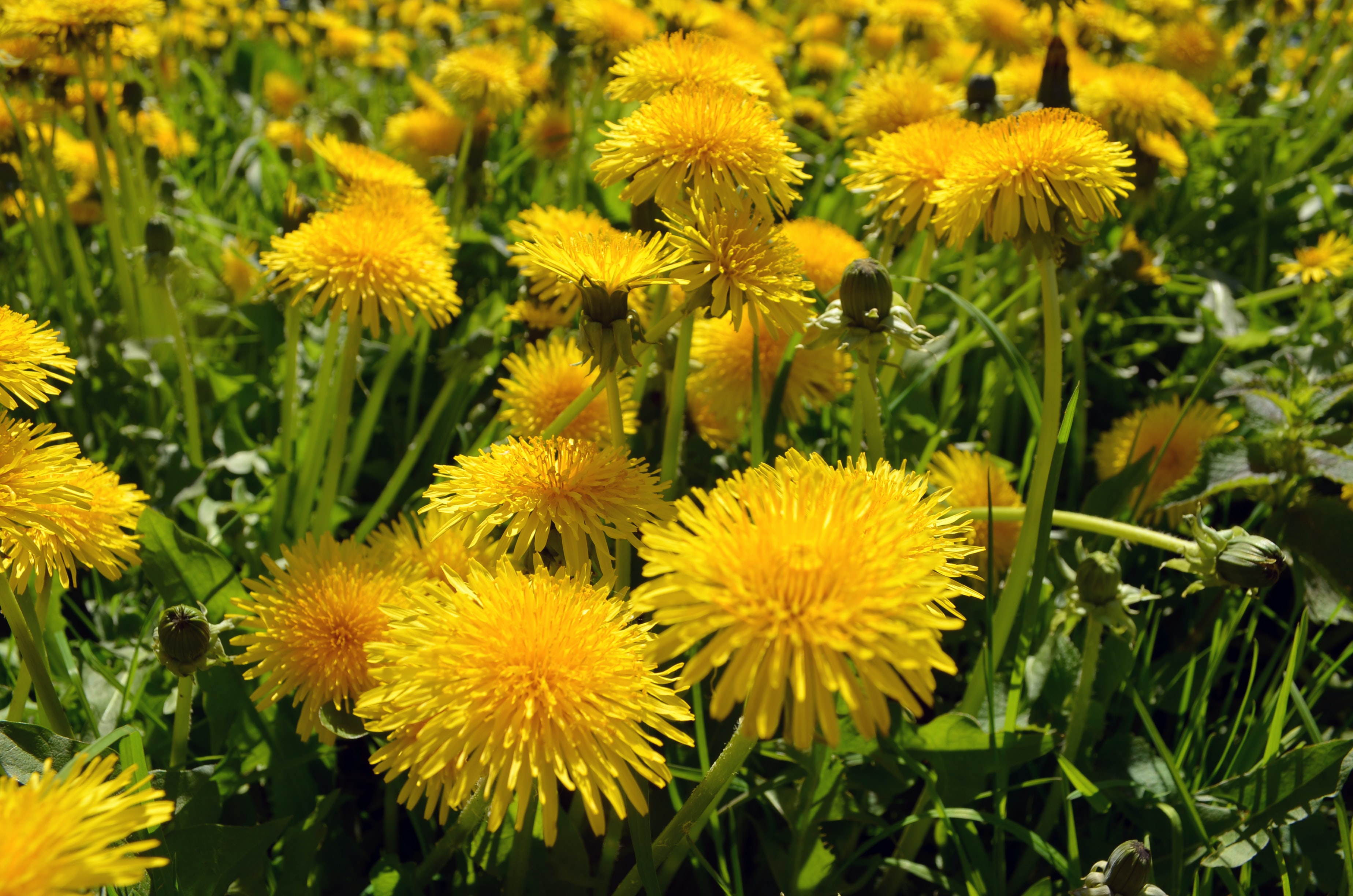 yellow dandelions