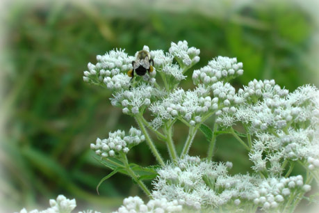 Bee on Flower